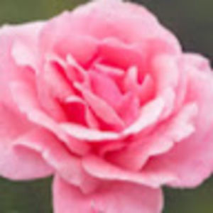 Meet your Posher, Clare